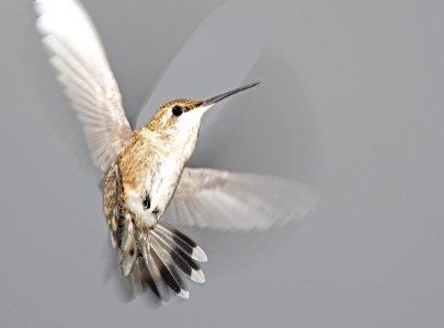 499 - BLACK-CHINNED HUMMINGBIRD (7-19-10) female, yard, patagonia, az - (2)