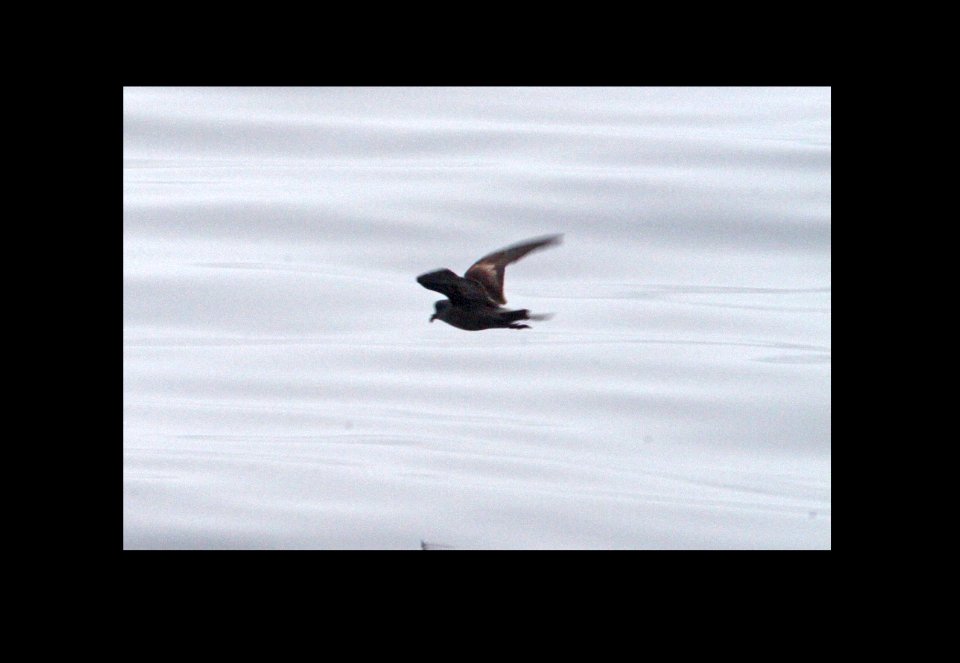 152 - BLACK STORM-PETREL (9-5-09) off bdega bay, ca (1)