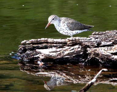 279 - SPOTTED SANDPIPER (5-14-13) pena blanca cove, pena blanca lake, scc, az -1