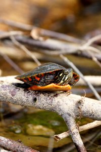 Basking Northern Red-bellied Cooter (Pseudemys rubriventris)