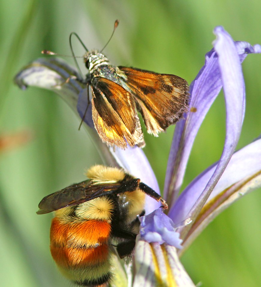SKIPPER, MORRISON (Stinga morrisoni) (6-14-13) 8500 ft, alpine divide c g, 4 m south of alpine, apache co, az -10