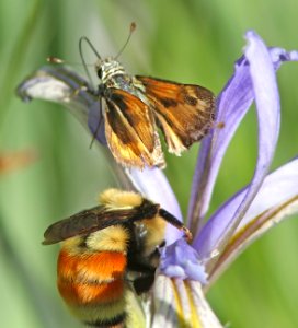 SKIPPER, MORRISON (Stinga morrisoni) (6-14-13) 8500 ft, alpine divide c g, 4 m south of alpine, apache co, az -10