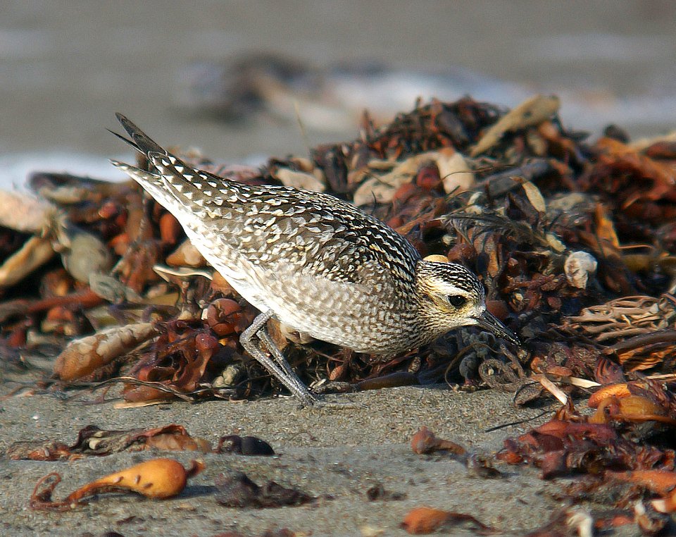 256 - AMERICAN GOLDEN PLOVER (11-5-06) north coast, slo co, ca (4)
