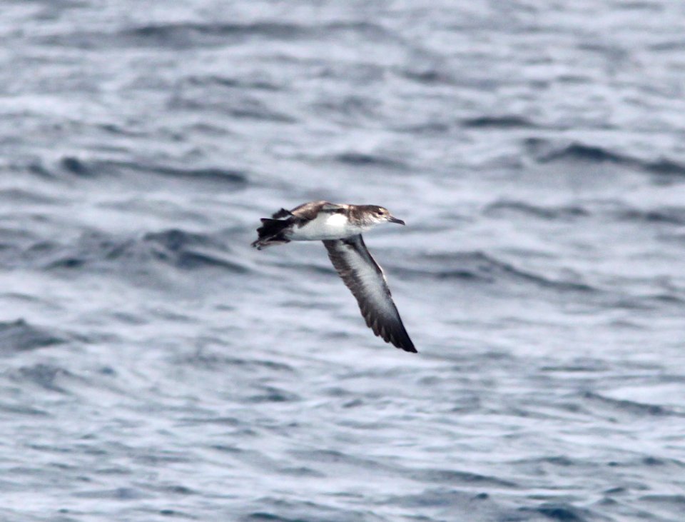 138 - BLACK-VENTED SHEARWATER (10-3-09) off San Diego, ca (5)