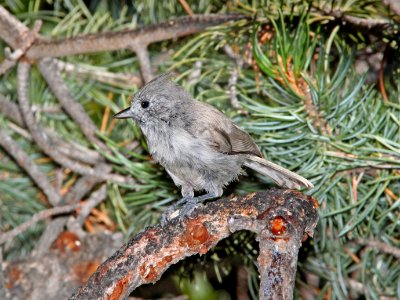 680 - JUNIPER TITMOUSE (8-17-10) los alamos, nm  (2)