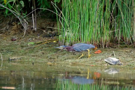 Green Heron