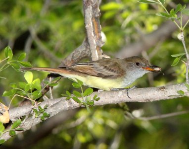 590 - DUSKY-CAPPED FLYCATCHER (4-14-11) patagonia-sonoita creek preserve, scc, az -01