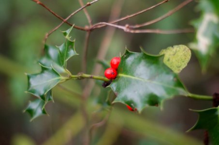 Holly