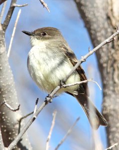 587 - EASTERN PHOEBE (1-4-13) patagonia-sonoita creek preserve, scc, az - (3) - Copy