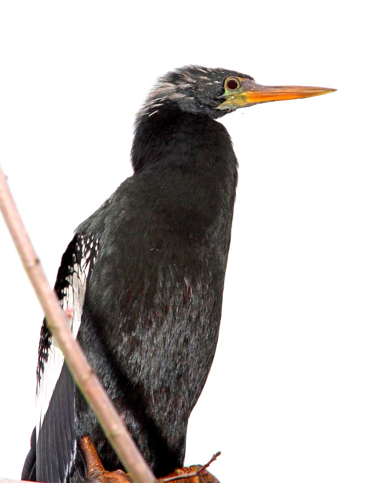 174 - ANHINGA (2-25-13) pinellas co, fl   (1)