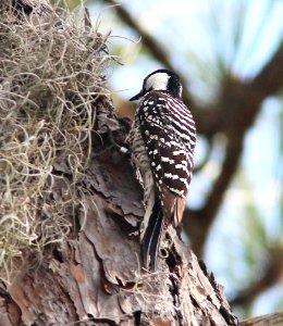 538 - RED-COCKADED WOODPECKER (2-23-13) osceola co, fl (5) photo