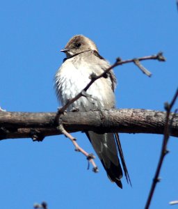665 - NORTHERN ROUGH-WINGED SWALLOW (4-3-12) pena blanca lake, scc, az - (1)