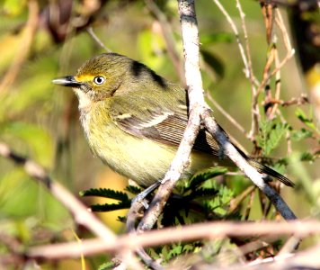 618 - WHITE-EYED VIREO (3-4-13) everglades national park, monroe co, fl  (2)