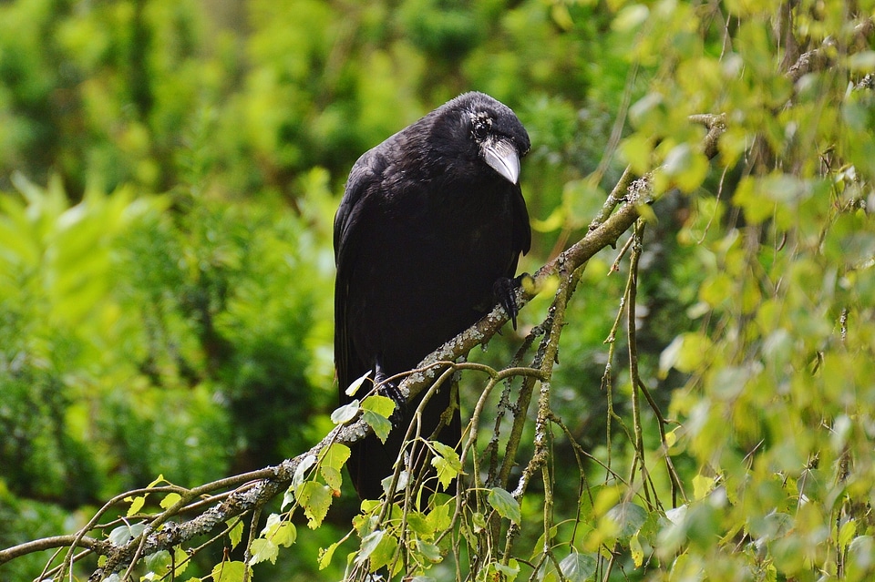 Black raven bird birds