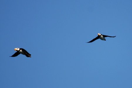 Horned Puffins photo