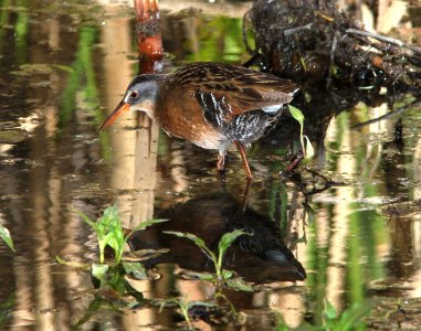 239 - VIRGINIA RAIL (5-13-11) patagonia lake, scc, az  (4)