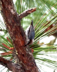 688 - BROWN-HEADED NUTHATCH (3-18-13) wakulla co, fl