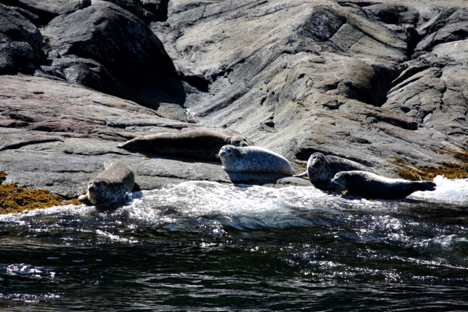 Harbor Seals