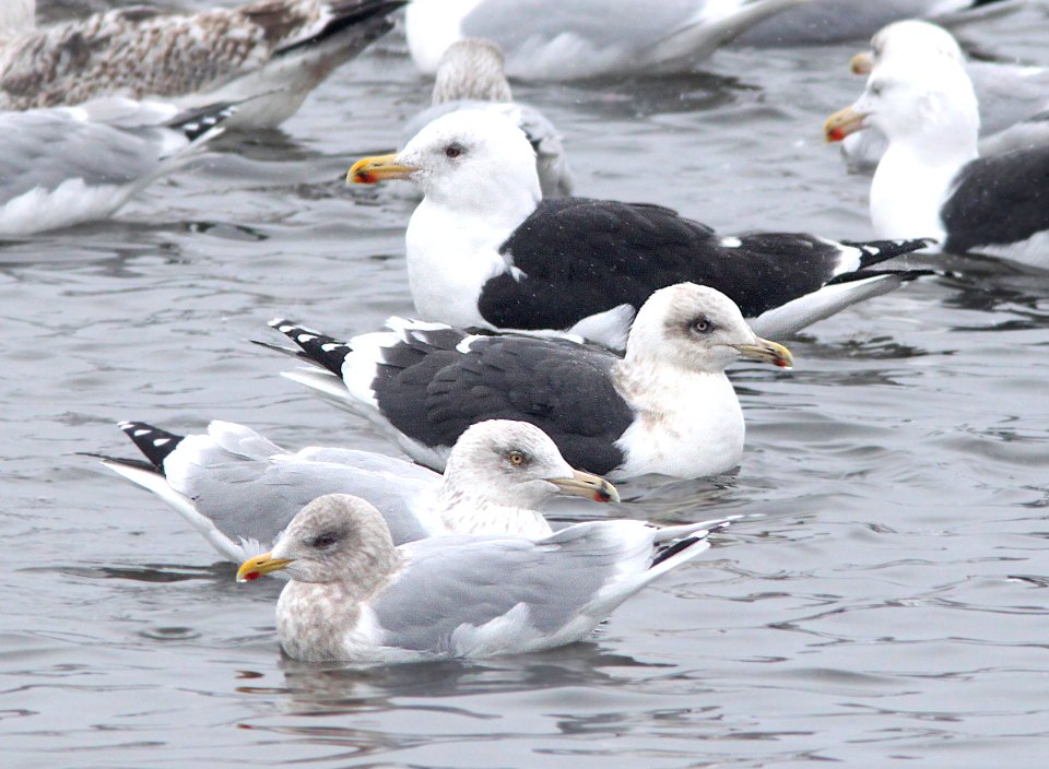 369 - SLATY-BACKED GULL (2-19-11) Quidi Vidi Lake, St John's, Newfoundland (with Mew, Herring and Great Black-backed)