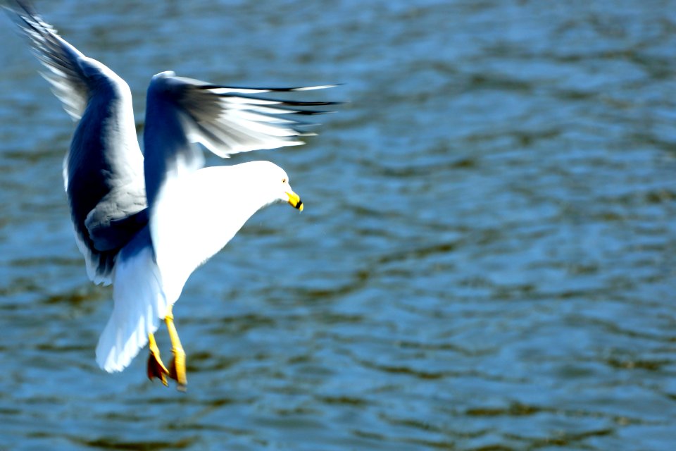 Gull in flight