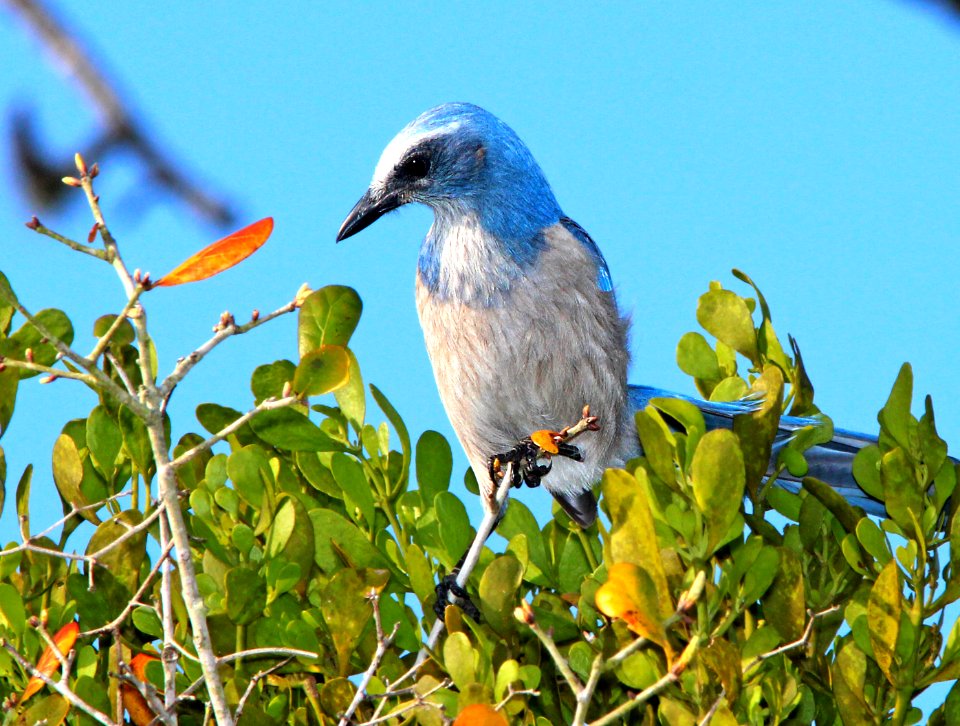640 - FLORIDA SCRUB-JAY (2-24-13) kissimmee lake state park, osceola co, fl  (8)