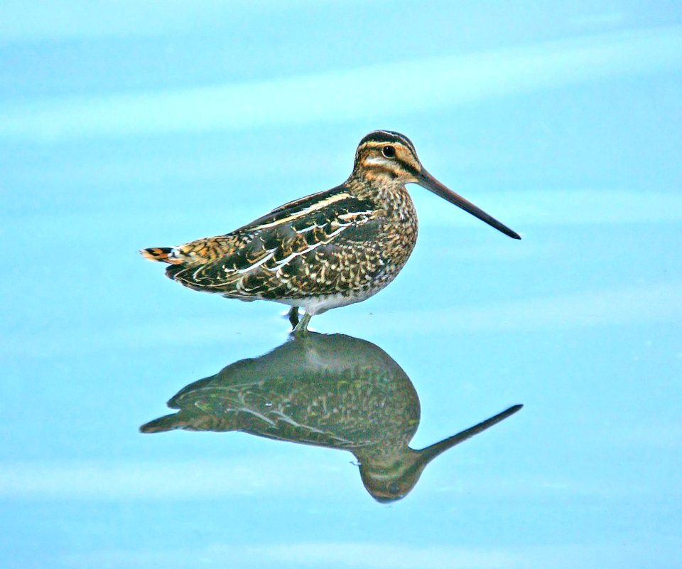 334 -WILSON'S SNIPE (11-16-07) atascadero, slo co, ca (1)