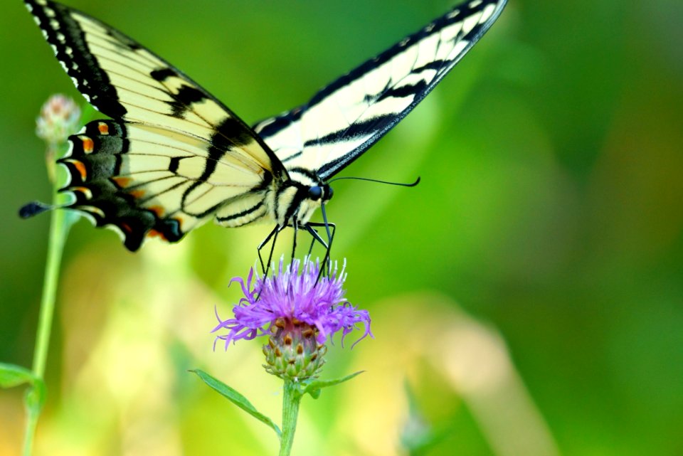 Swallow Tail Butterfly