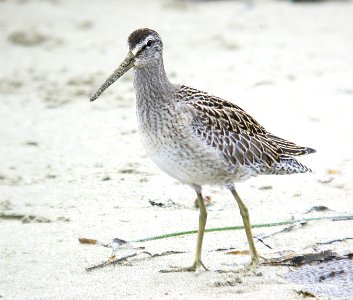 331 - SHORT-BILLED DOWITCHER (9-6-07) strand, slo co, ca (2)