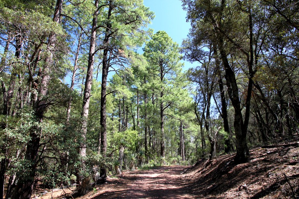 UPPER HUMBOLDT CYN, Patagonia Mts, scc -013 (8-3-12) the pine grove in the canyon -04