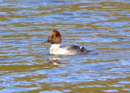058 - COMMON GOLDENEYE (11-27-07) fem, oso flaco, sloco, ca -01 (3)