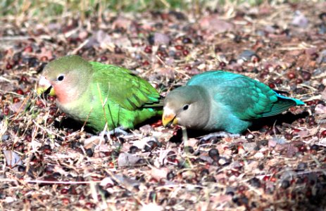 558 - ROSY-FACED LOVEBIRD (1-30-13) encanto park, phoenix, maricopa co, az  (9)