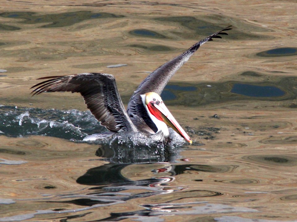 176 - BROWN PELICAN (12-25-11) point arena, ca  (5)