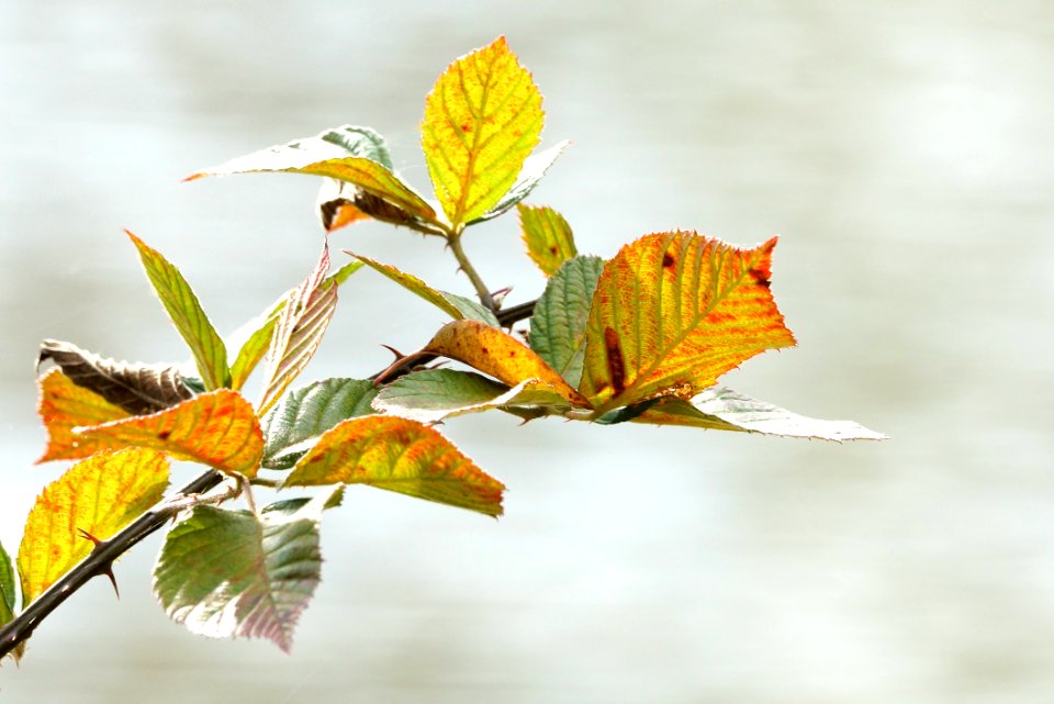 Rose (Rosa Carolina) Turning