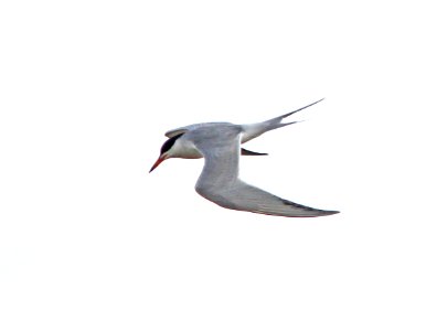 387 - COMMON TERN (3-24-13) quintana beach, freeport, tx  (2)