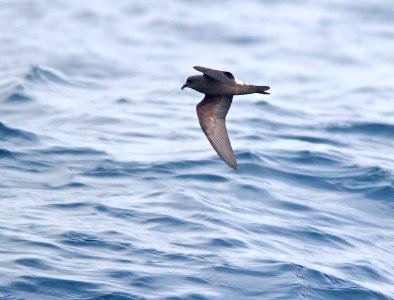 148 - LEACH'SSTORM-PETREL (6-12-10) off santa barbara on the Condor, white-rumped race  (1)