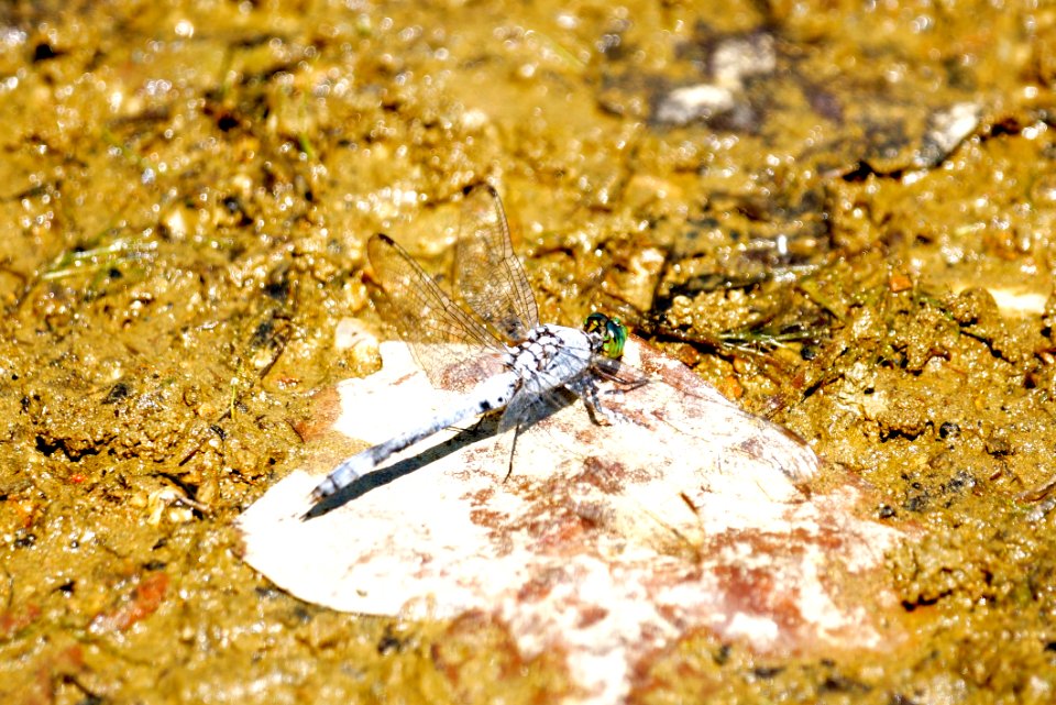 Eastern Pondhawk Resting