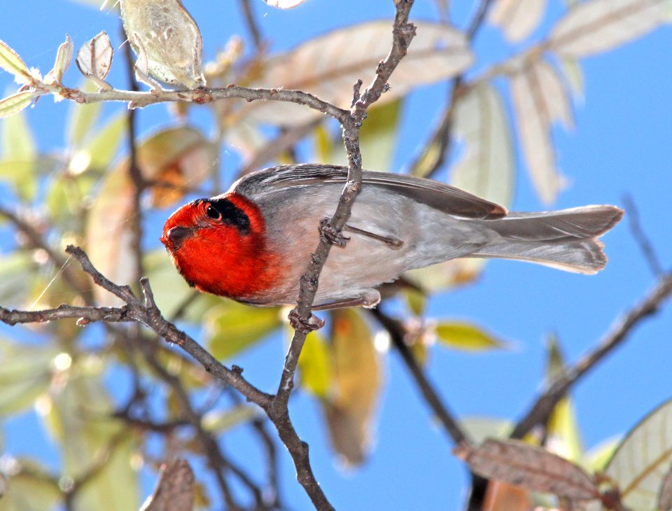 849 - RED-FACED WARBLER (5-11-13) temporal gulch, santa rita mts, scc, az -04