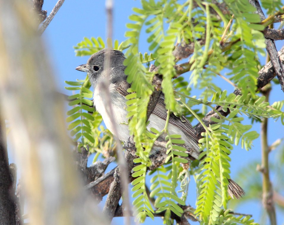 622 -GRAY VIREO (5-5-11) Patagonia Lake , SCC, AZ - (4)