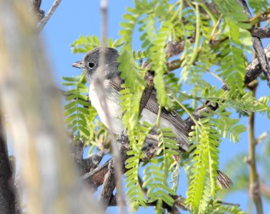 622 -GRAY VIREO (5-5-11) Patagonia Lake , SCC, AZ - (4)