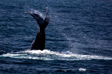 Humpack Whale photo