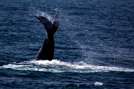 Humpack Whale
