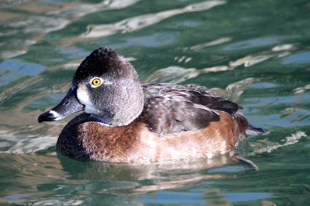 043 - RING-NECKED DUCK (1-30-13) encanto park, phoenix, maricopa co, az  (3)
