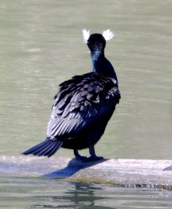 170 - DOUBLE-CRESTED CORMORANT (3-23-09) avila, sloco, ca  (4)