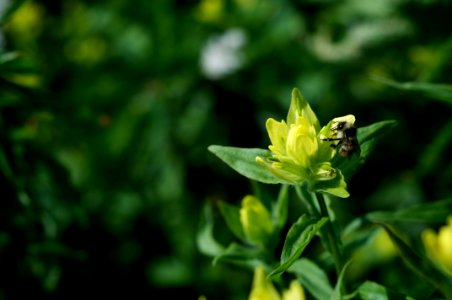 Wildflower