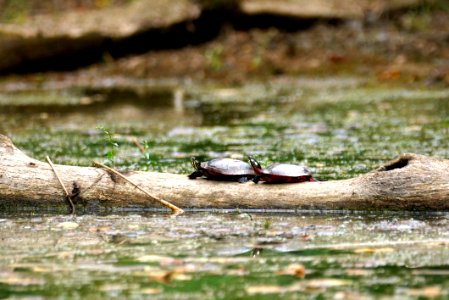 Northern Red-bellied Cooter (Pseudemys rubriventris) - Boyds MD