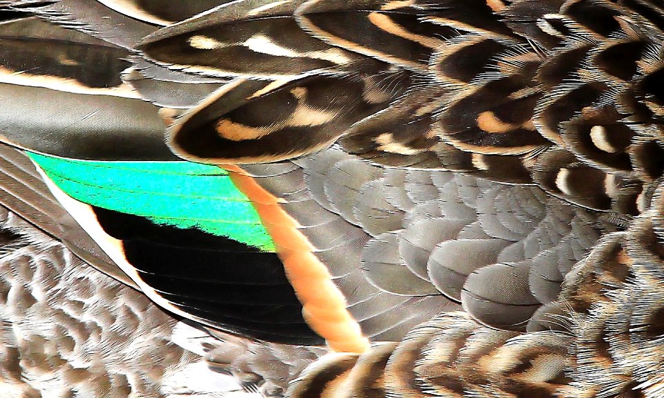 039 - GREEN-WINGED TEAL (3-26-13)  mustang island, nueces co, tx  (11)