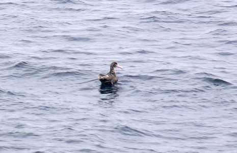 110 - SHORT-TAILED ALBATROSS (9-06) aleutians, ak (2) photo