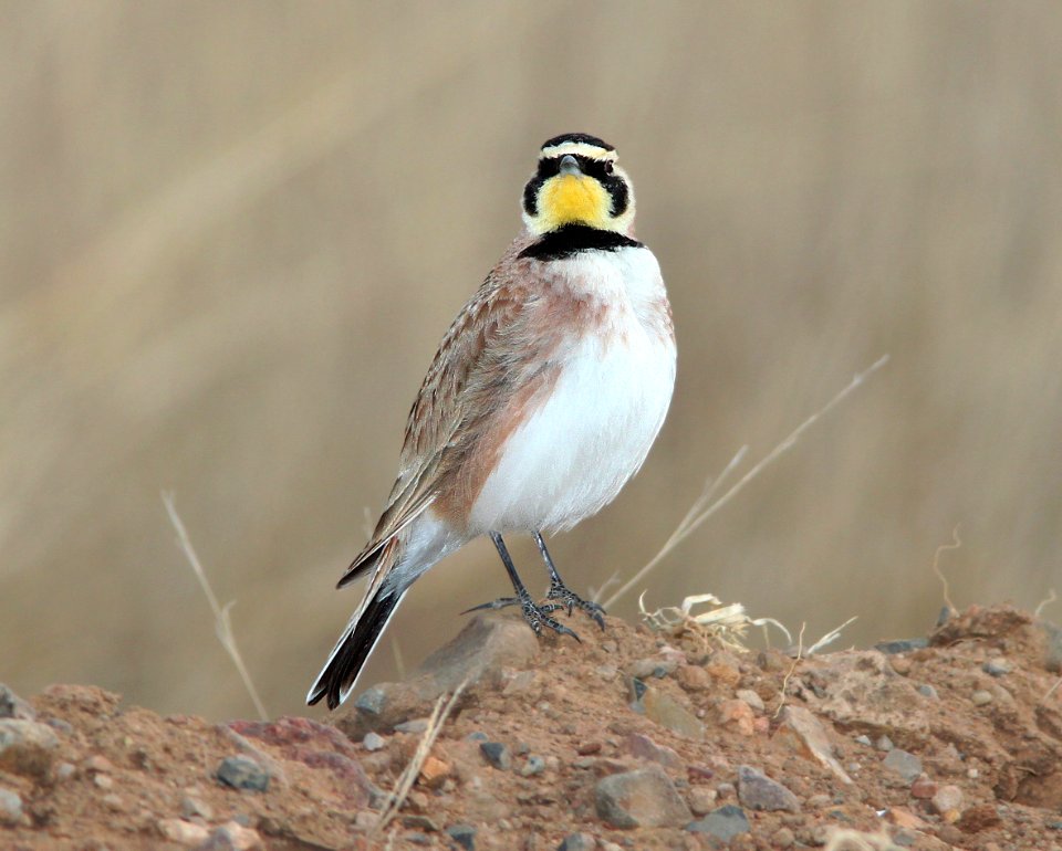 655 - HORNED LARK (3-8-11) san rafael grasslands, scc, az - (3)