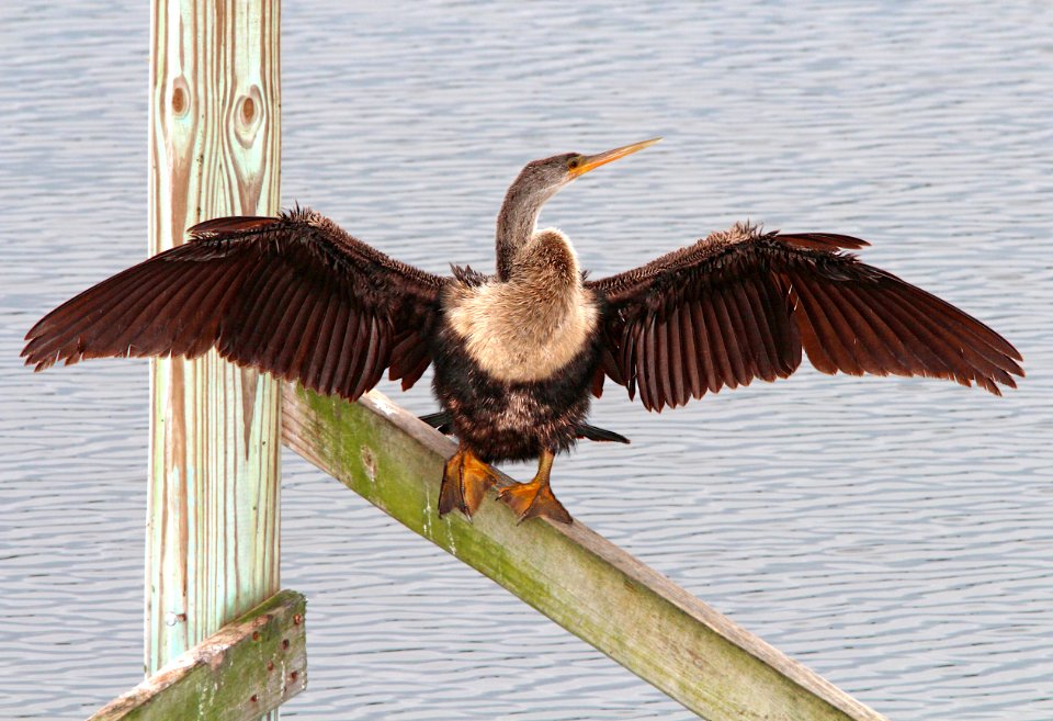 174 - ANHINGA (3-1-13) eagle lakes park facility, collier co, fl  (4)