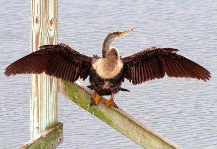 174 - ANHINGA (3-1-13) eagle lakes park facility, collier co, fl  (4)